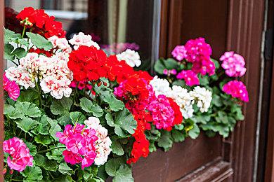 《艾尔登法环：黑夜君临》发售预告 团结一致奋战不息